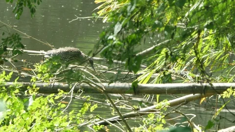 Pond heron is walking Stock Footage 97652875