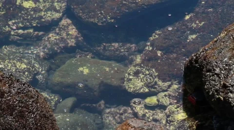 Pond in Hilo Bay Video stock 44919784