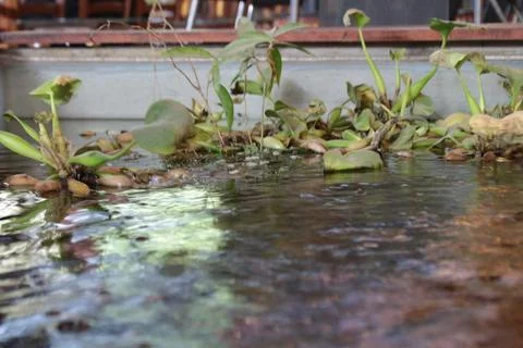 A pond inside a building Stock Photos