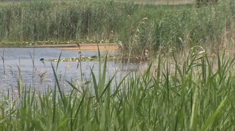 Pond for irrigation Stock Footage 41132947