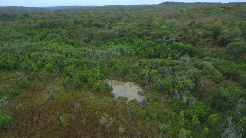 Pond in the jungle Stock Footage 220306475