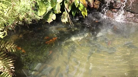 Pond with Koi and Waterfall Stock-Footage 229733369