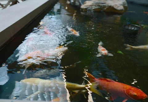 Pond Koi Fish Vidéo 129795113