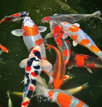 Pond of Koi fish Stock Photos