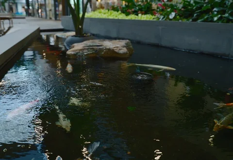 Pond Koi FIsh with Plants Vidéo 129797287