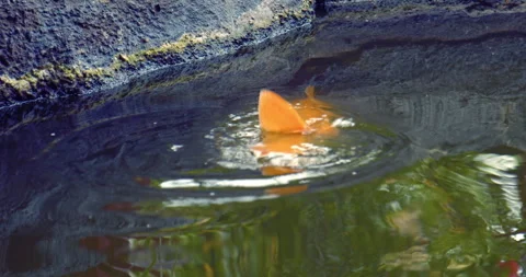 Pond with koi fish splashing Stock Footage 330759357