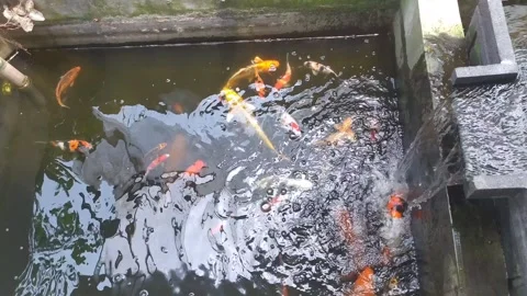 Pond koi fish with water flow Stock Footage 255250296