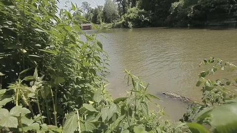 Pond Landscape Pan Shot Stock Footage 76819971