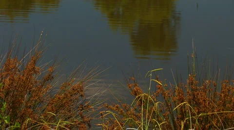 Pond with lapping water Stock Footage 2920223
