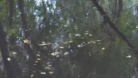 A pond with leaves floating on the surface. The leaves are scattered all ov.. Video stock 289554839