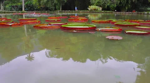 Pond with Leaves Stock Footage 58997395