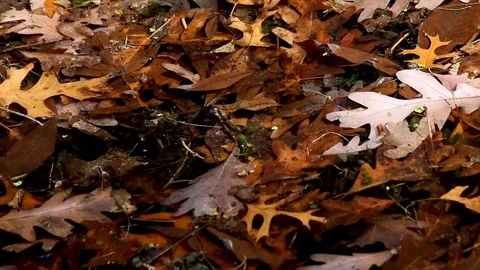 Pond Leaves Video stock 94312281