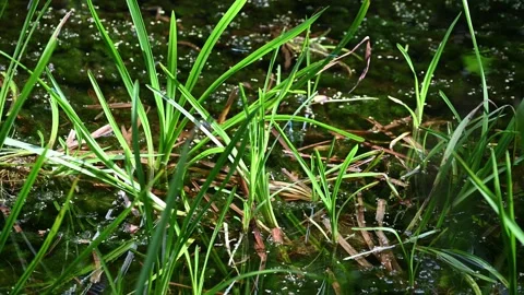 Pond Life Damselfly Stock Footage 280059672