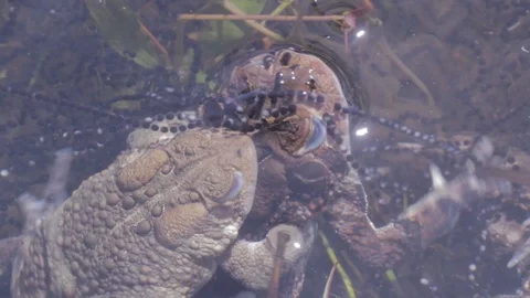 Pond Life: Toads in Amplexus in Spring under strings of eggs, 1080p tripod shot Vídeo Stock 98917650