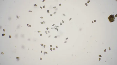 Pond life under the microscope in 4k Stock Footage 75206114