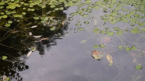 Pond in light rain Stock Footage 79605975