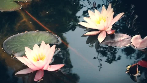 Pond lilies Stock Footage 96407163