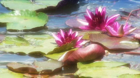 Pond lillies Stock Footage 492935