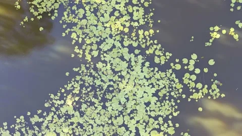 Pond with Lillipads Video stock 146876251