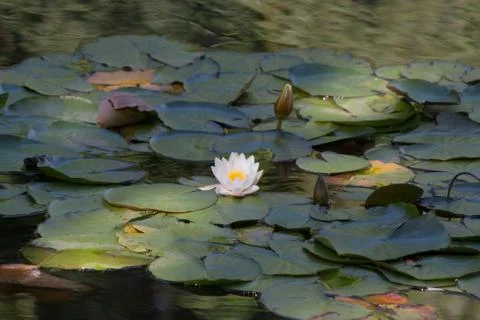 Pond Lilly 写真素材