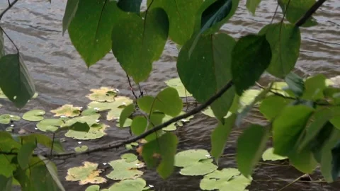 A pond with lily pads floating on the surface Video stock 278578239
