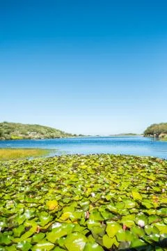 Pond lily Stock Photos