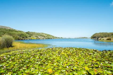 Pond lily Stock Photos