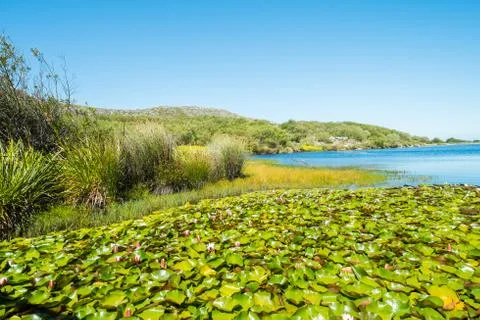 Pond lily Stock Photos