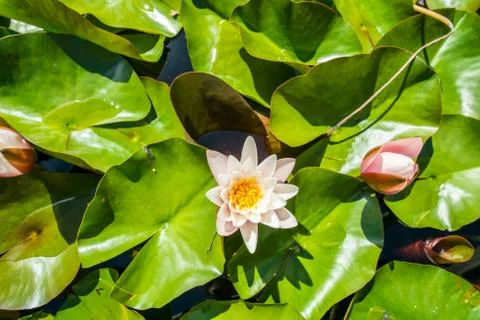 Pond lily Stock Photos