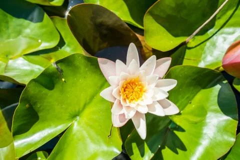 Pond lily Stock Photos