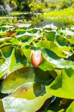 Pond lily Stock Photos