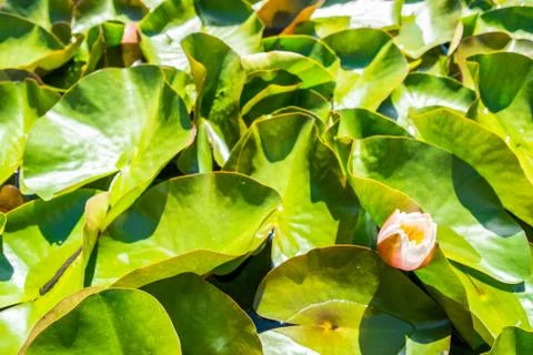Pond lily Stock Photos