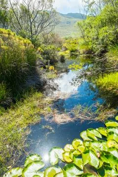 Pond lily Stock Photos