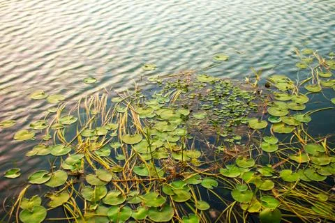 Pond lily Stock Photos