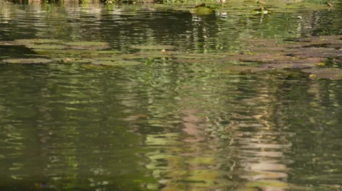 Pond with Lily Plant Stock Footage 33847563