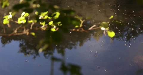 A pond with a lot of bugs flying around it Stock Footage 319381068