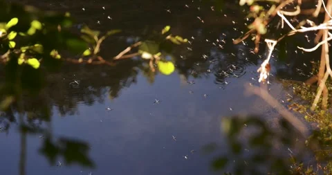 A pond with a lot of bugs flying around it Stock Footage 320048404