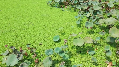 Pond of lotus farm Stock Footage 140606201