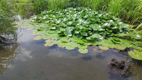 Pond with lotus Stock Footage 277206073