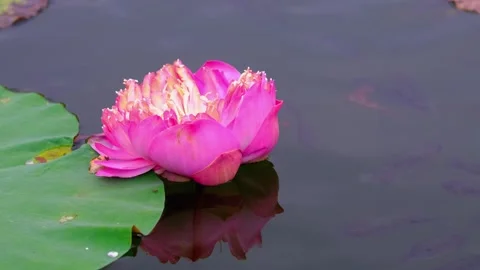 Pond with lotuses and fish. Stock Footage 268478564
