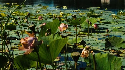 Pond with lotuses Stock Footage 208950475