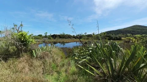 Pond in Marshland Stock Footage 218543577