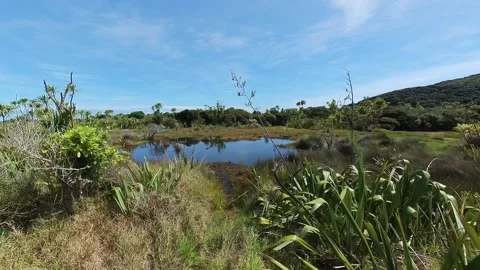 Pond in Marshland Stock-Footage 218543597