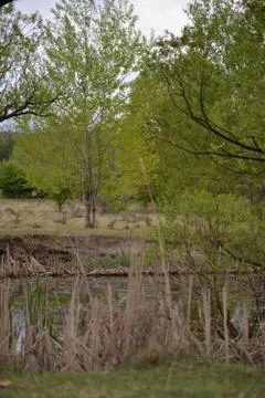 Pond in the meadow with willows Foto stock