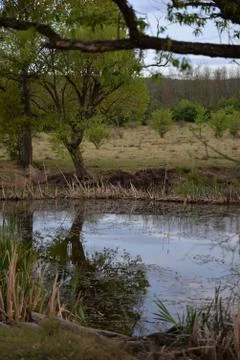 Pond in the meadow with willows Stock Photos