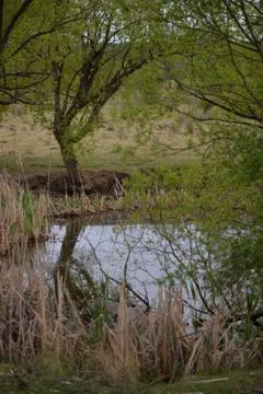 Pond in the meadow with willows Stock Photos