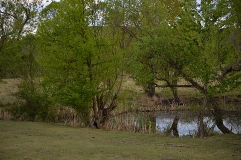 Pond in the meadow with willows Stock Photos