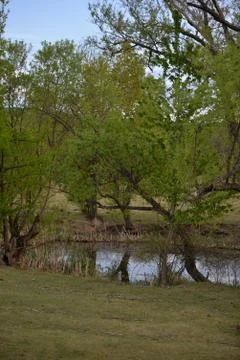 Pond in the meadow with willows Stock Photos