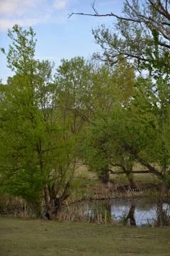 Pond in the meadow with willows Stock Photos