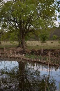 Pond in the meadow with willows Stock Photos